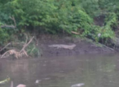 Alerta en Girardot y Flandes por la presencia de caimanes en el Río Magdalena