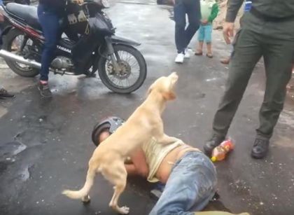 En redes se ha vuelto viral un video, donde un perro defiende a su amo que está en alto grado de alicoramiento