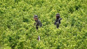 En 2021 Colombia erradicó 103.100 hectáreas de coca