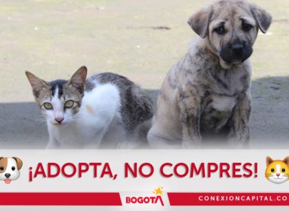 Con el Plan Cuchicán del Distrito se realizara una jornada de adopción de felinos y caninos