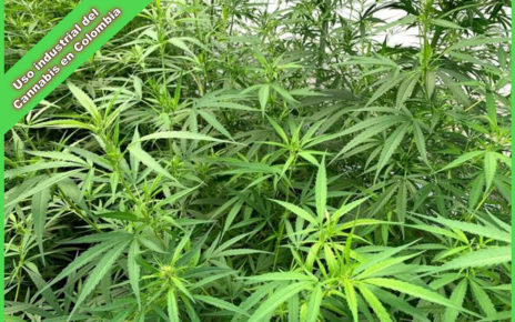 uso industrial del cannabis en colombia se legalizo