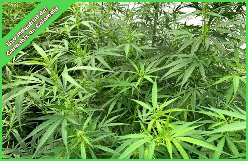 uso industrial del cannabis en colombia se legalizo