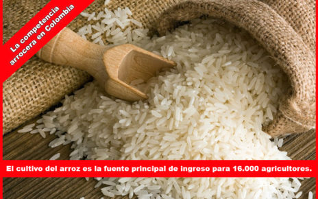 El cultivo del arroz es la fuente principal de ingreso para 16.000 agricultores en radio panamericana de colombia