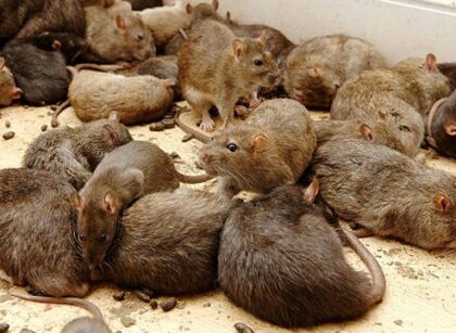 Aumentan controles sanitarios para gran proliferación de roedores en Bogotá